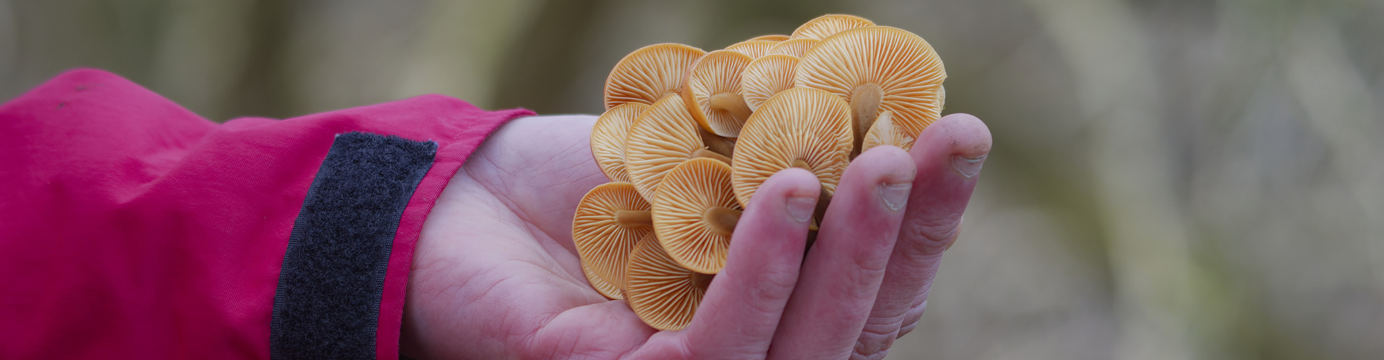 Zwei Pilze auf einem Waldboden